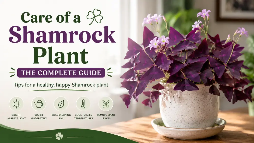Purple Shamrock plant in white pot indoors with blooms, complete shamrock plant care guide image