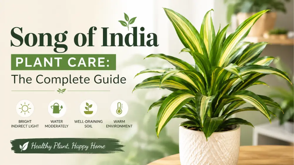 Song of India plant in a white pot with care guide showing light, water, soil, and warmth tips