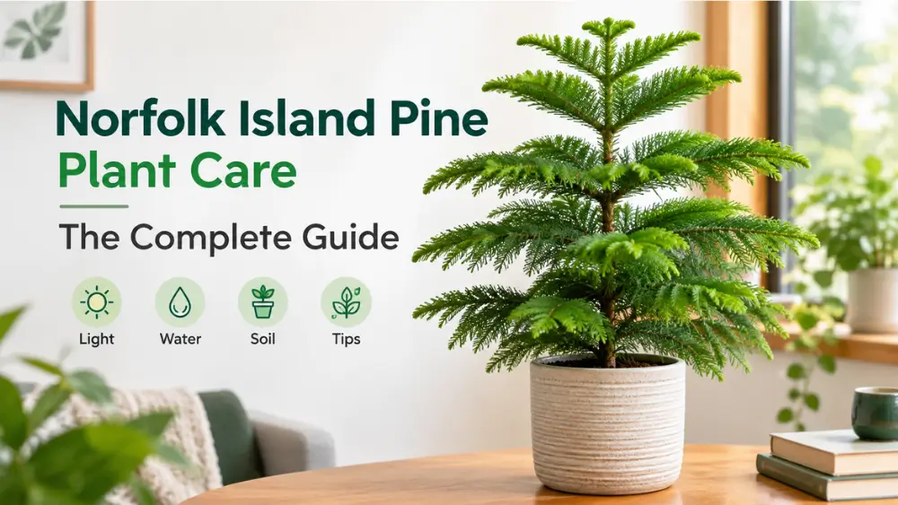 Norfolk Island pine plant care guide featuring a lush indoor pine tree, light, watering, soil, and care tips.